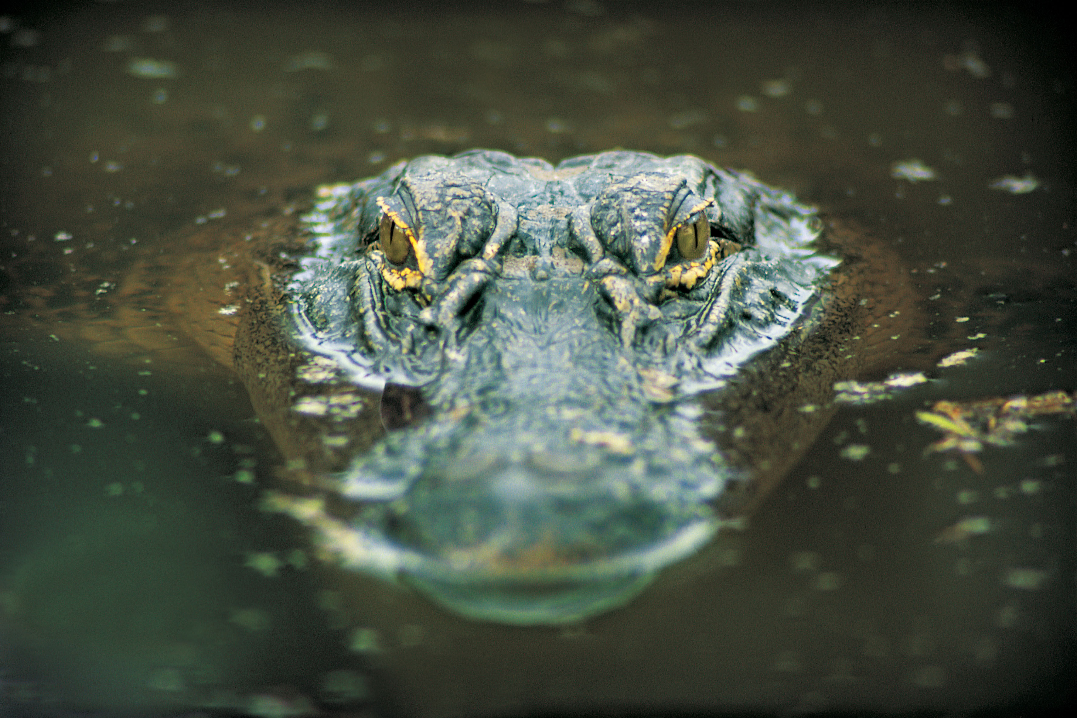 What's Lurking in the Mississippi?