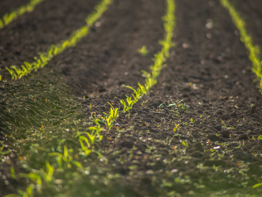 Hydrophobic Sand Used as Mulch to Save Water in Arid Regions