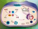 Self-Immolative Polyferrocene for Tumor Treatment