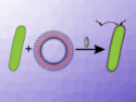 A Jacket for Each Bacterium: Individual Coating of E. Coli